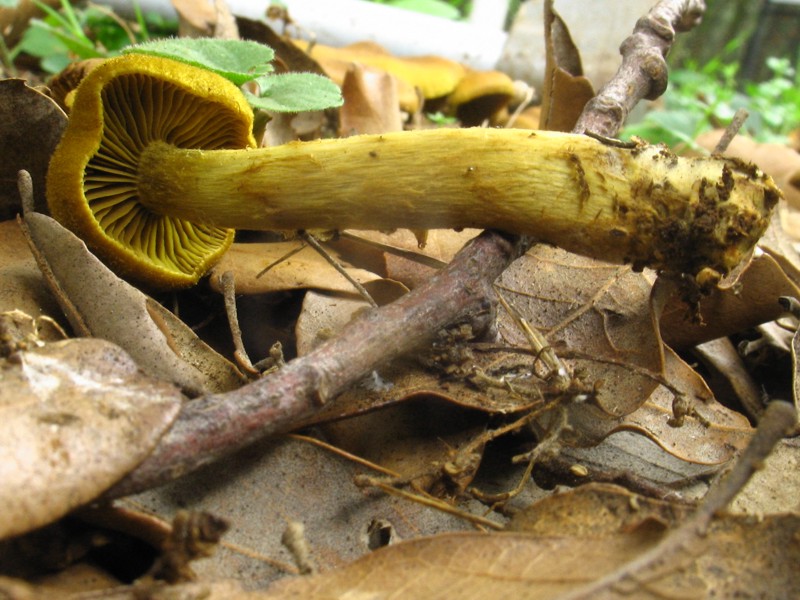 Cortinarius (Dermocybe) olivaceofuscus